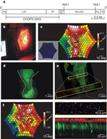 Figure 1 : rAAV2/5 vector produced functional L-opsin in primate
retina. Unfortunately we are unable to provide accessible alternative
text for this. If you require assistance to access this image, or to
obtain a text description, please contact npg@nature.com