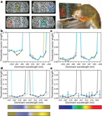 Figure 2 : Pre-therapy colour vision and possible treatment
outcomes. Unfortunately we are unable to provide accessible alternative
text for this. If you require assistance to access this image, or to
obtain a text description, please contact npg@nature.com