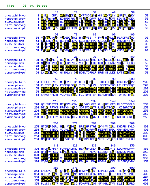 Multiple Sequence Alignment