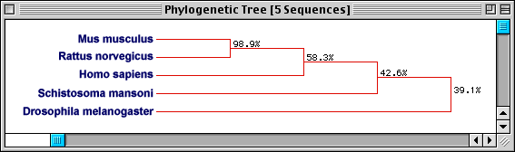 Phylogenetic Tree