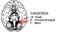 3nerves.gif (8362 bytes)