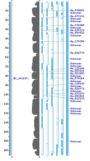 Mitochondria Chromosome Map