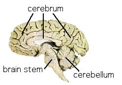 Brain Anatomy for Genomics, Proteomics & Bioinformatics