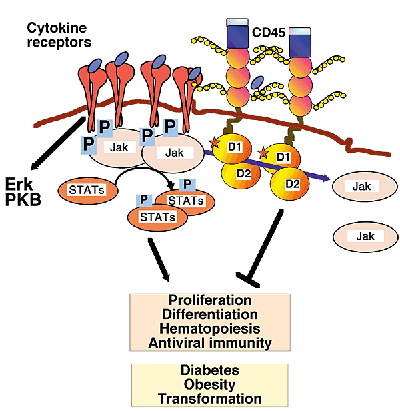 Cytokine