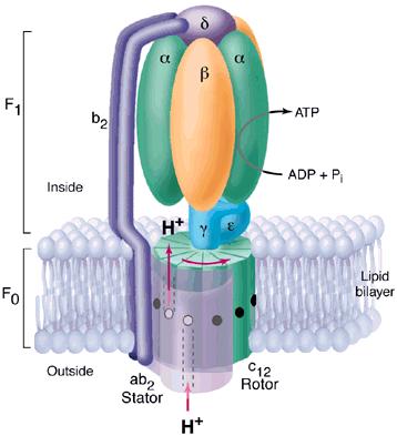 Atp Synthase Structure