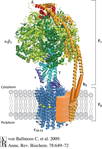 ATPsynthase.gif