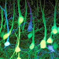 neurons