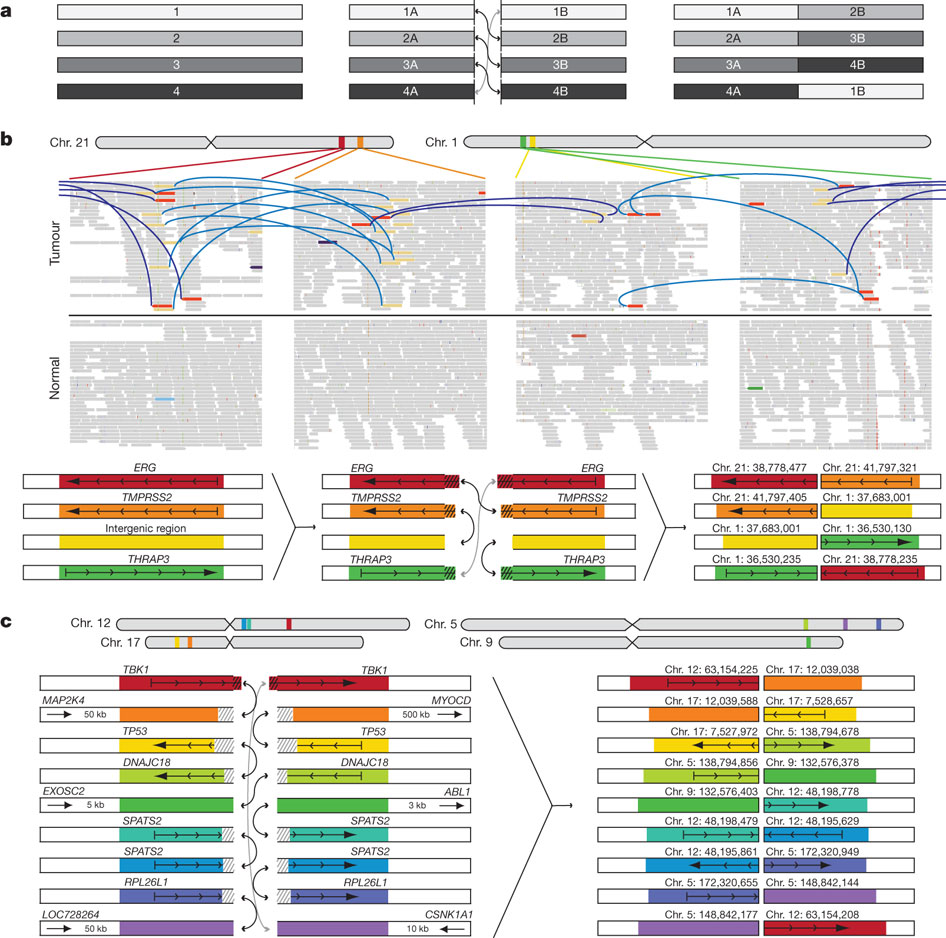 Figure 2: Complex structural rearrangements in prostate cancer.