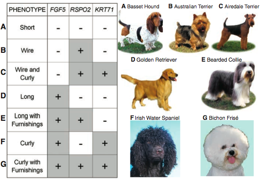 Different types of dog hot sale hair