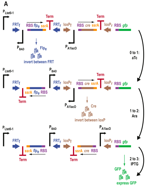 figure4a