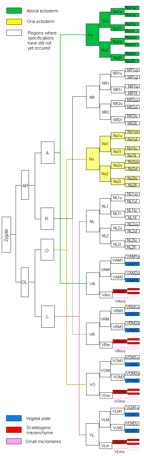 Cell lineage of Strongylocentrotus purpuratus embryo