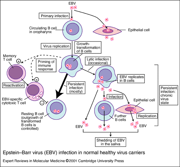 Symptoms of Mononucleosis