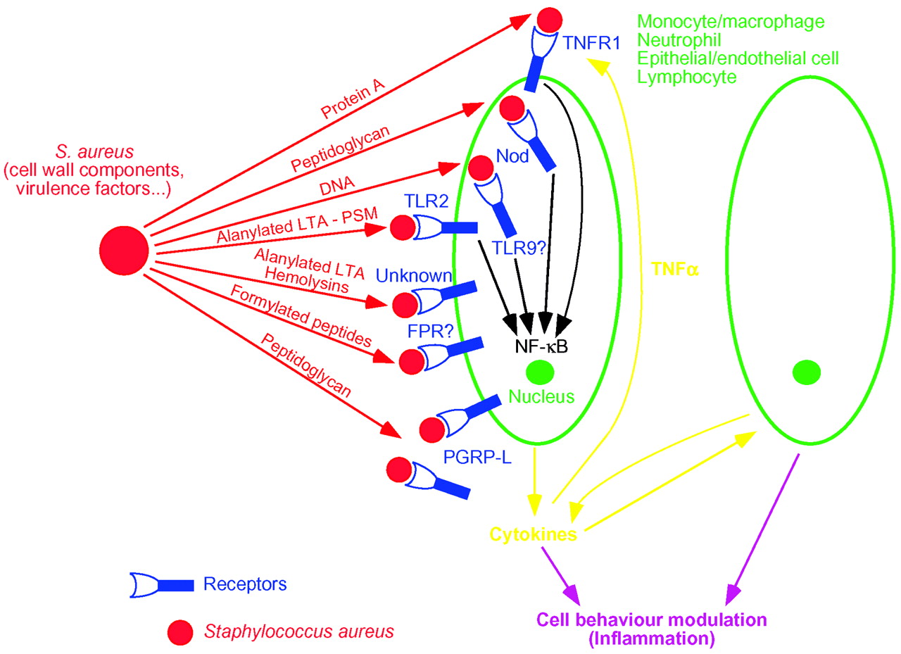 Staphylococcal Components to Promote Immune Responses